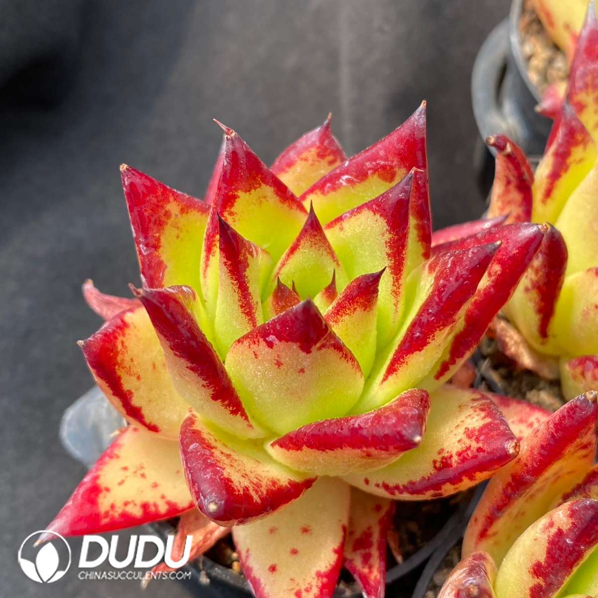09249D60201.jpg Echeveria Lipstick - 画像 (1)