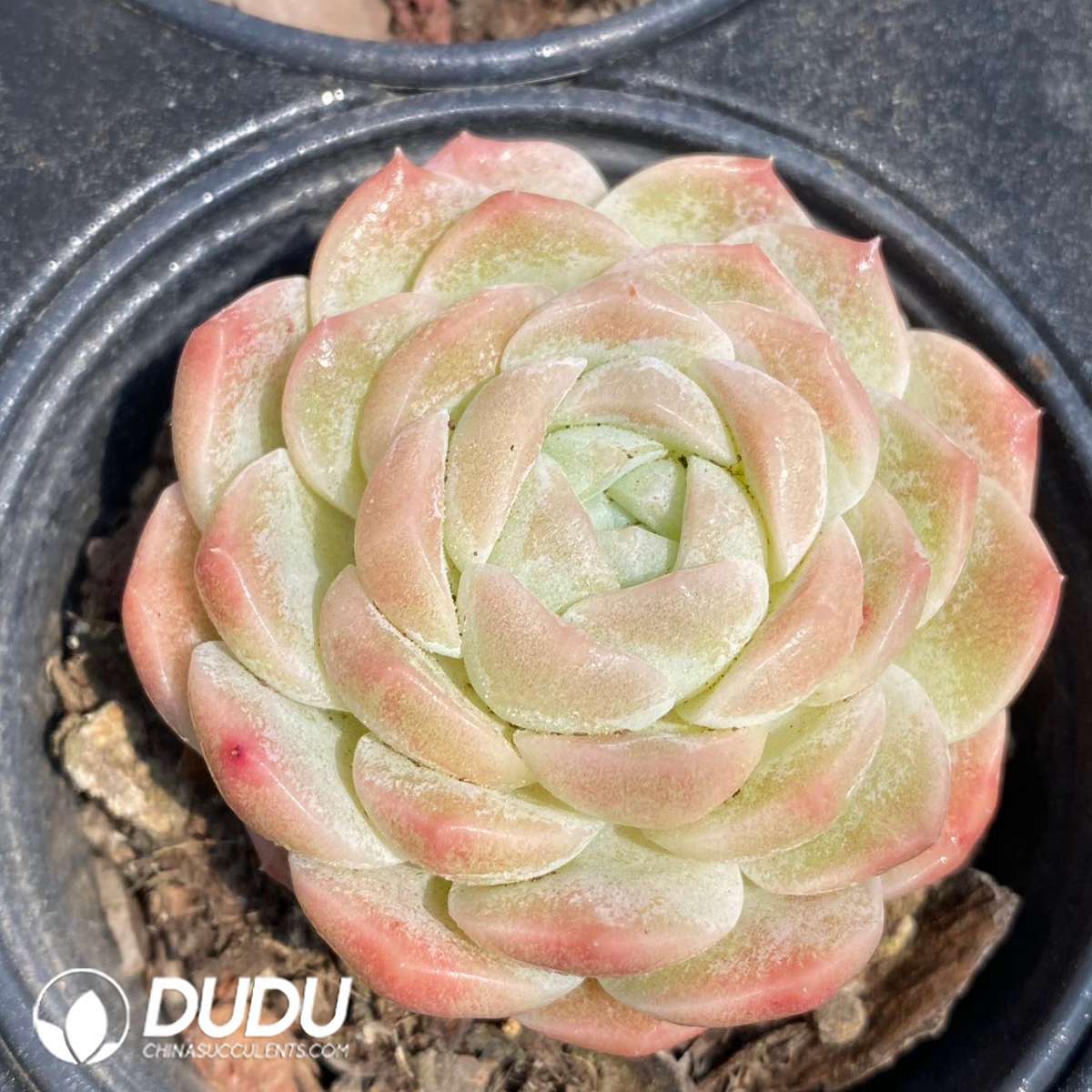 09252D90201.jpg Echeveria Jade Pond - 画像 (1)