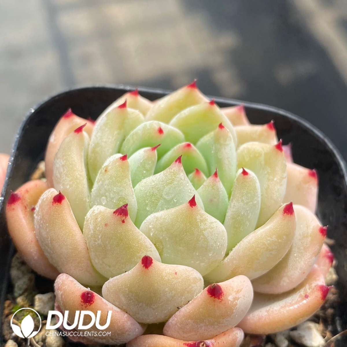 09253D60201.jpg Echeveria Ace - 画像 (1)