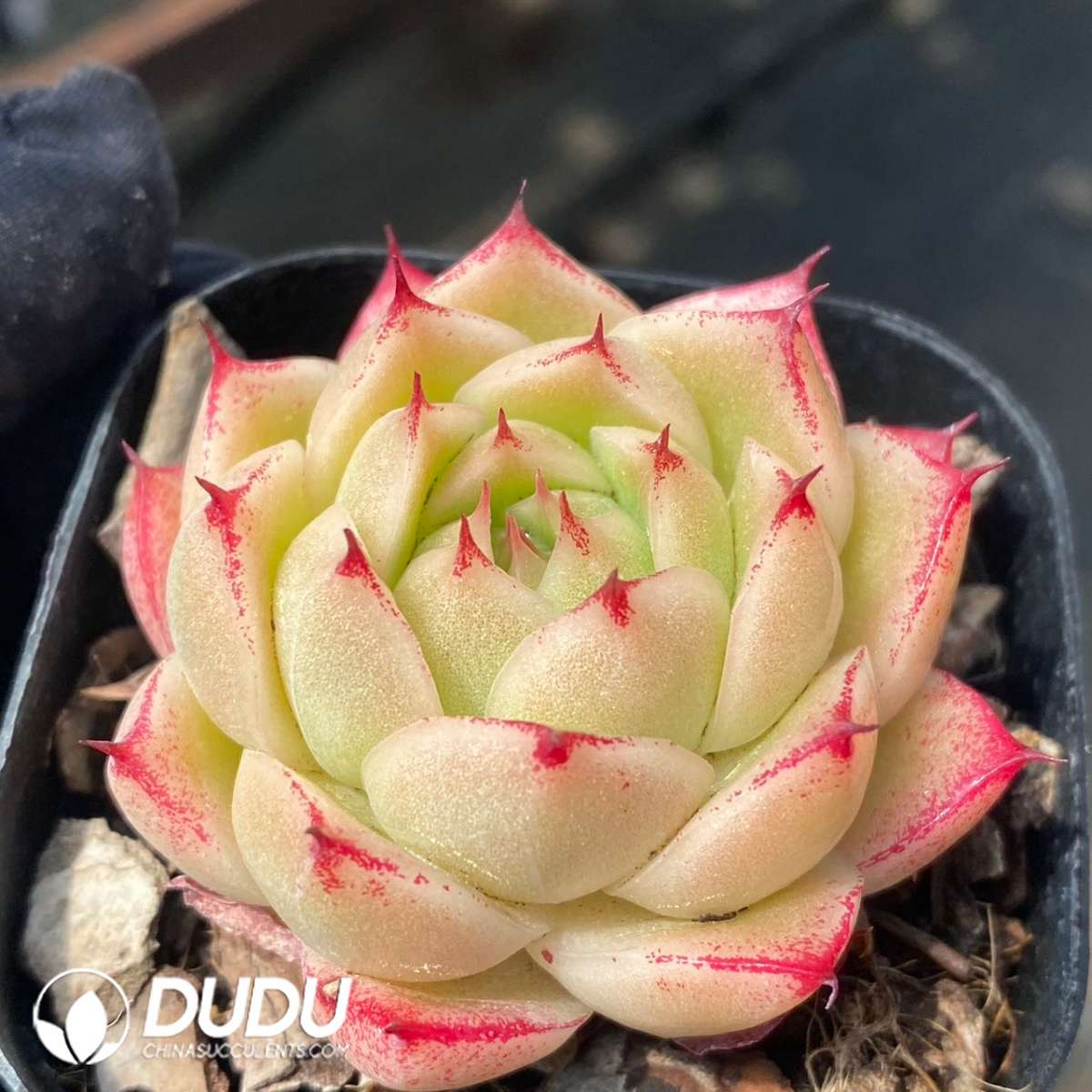 09254D60201.jpg Echeveria Phoenix Fire - 画像 (1)
