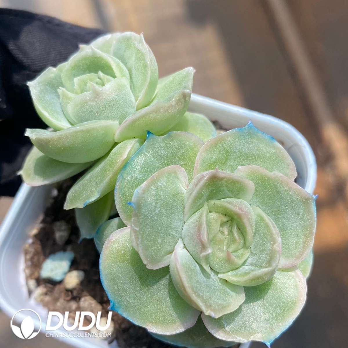 09257D60201.jpg Echeveria Shrimp Dumpling Double Heads - 画像 (1)