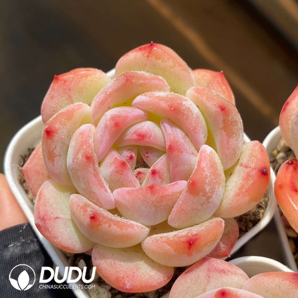 09258D60201.jpg Echeveria Peach Snow Coral - 画像 (1)
