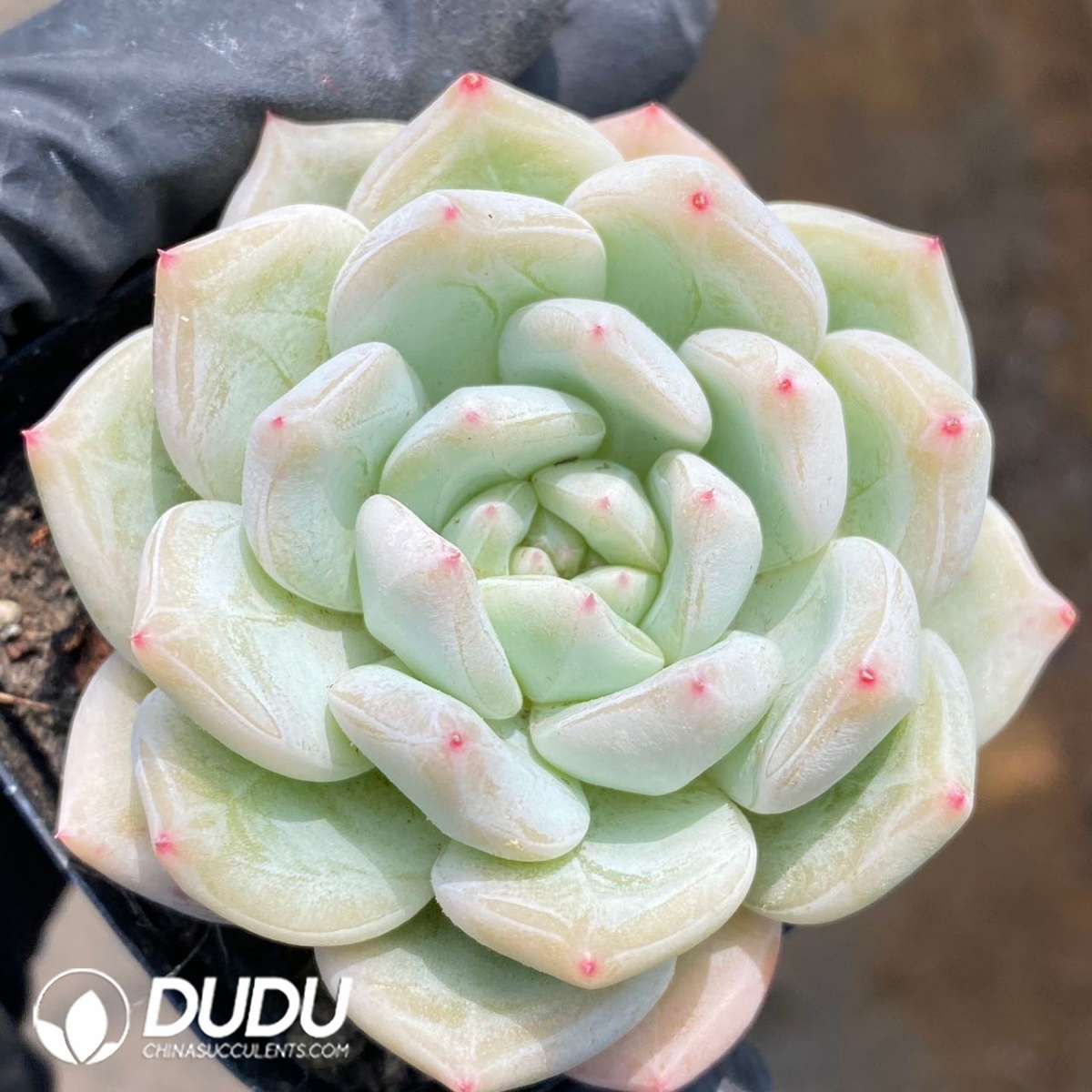 09260D60201.jpg Echeveria Feather Grace - 画像 (1)
