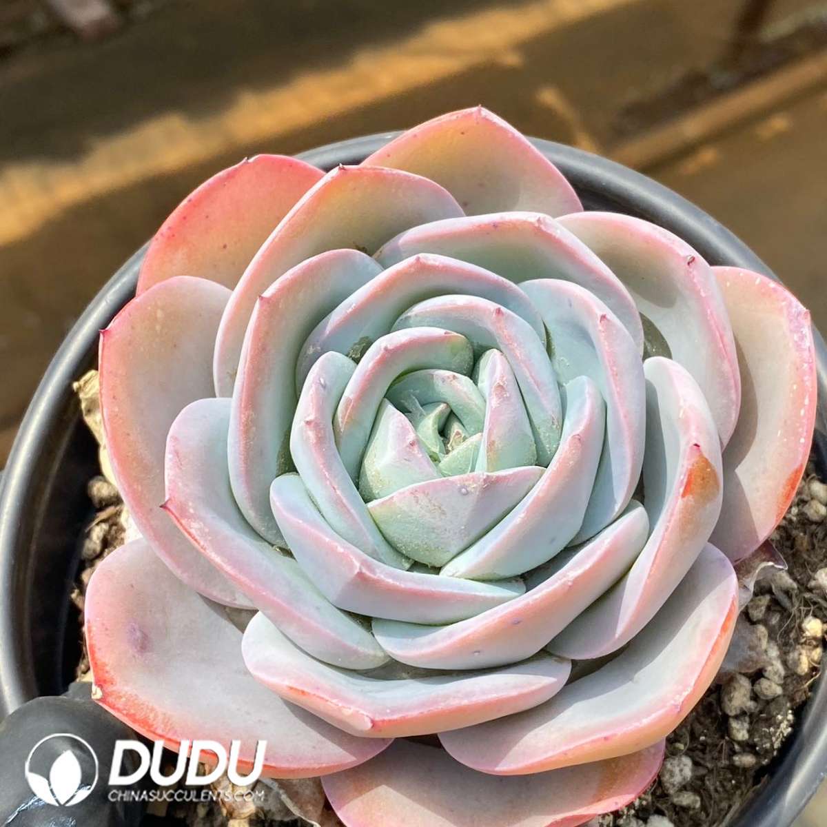 09261D120201.jpg Echeveria Blue Brule - 画像 (1)