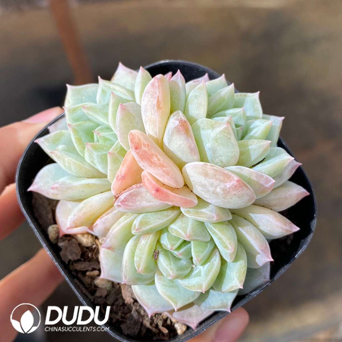 09262D60201.jpg Echeveria Sea Salt Mint Clustering - 画像 (1)