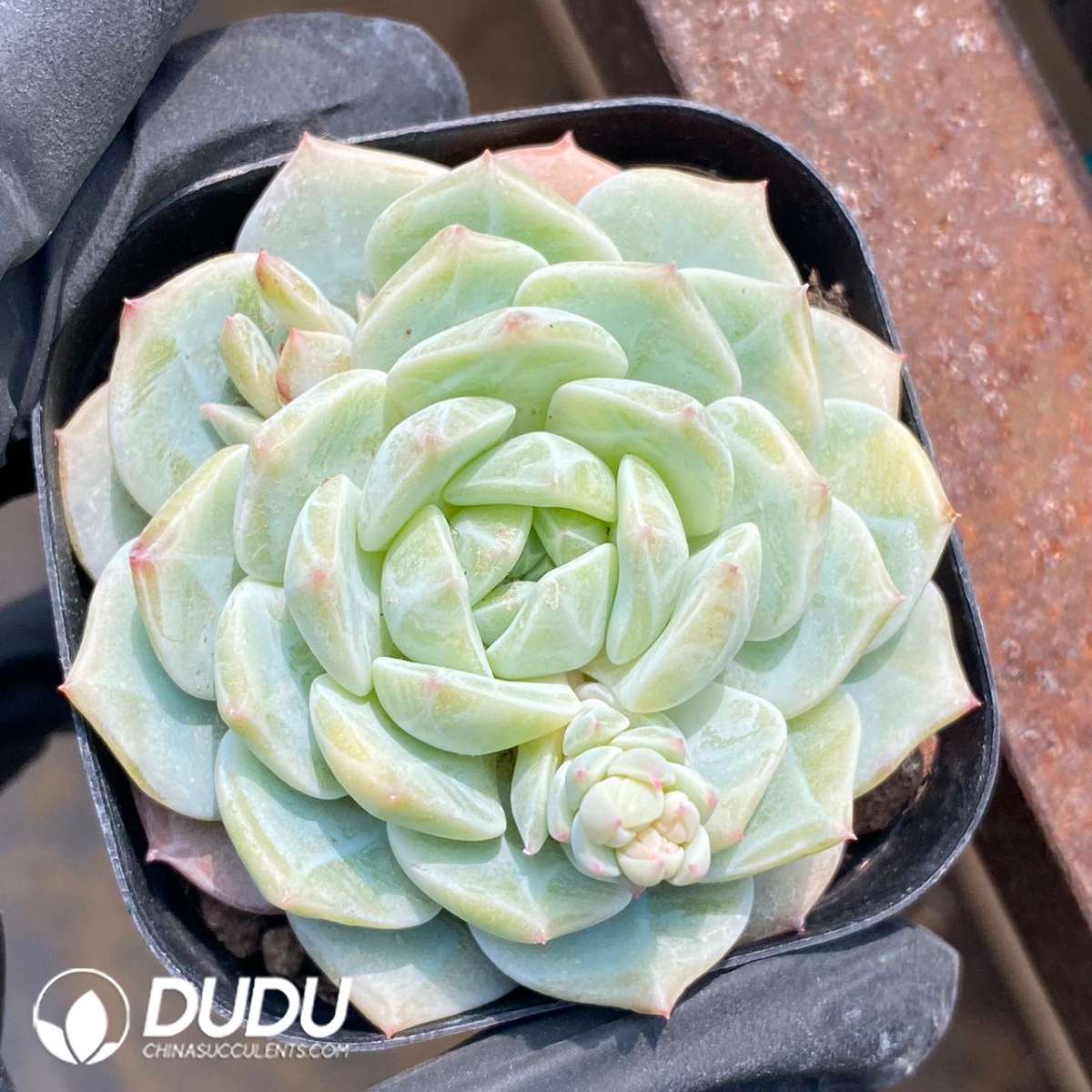 09264D60201.jpg Echeveria Sea Salt Mint - 画像 (1)
