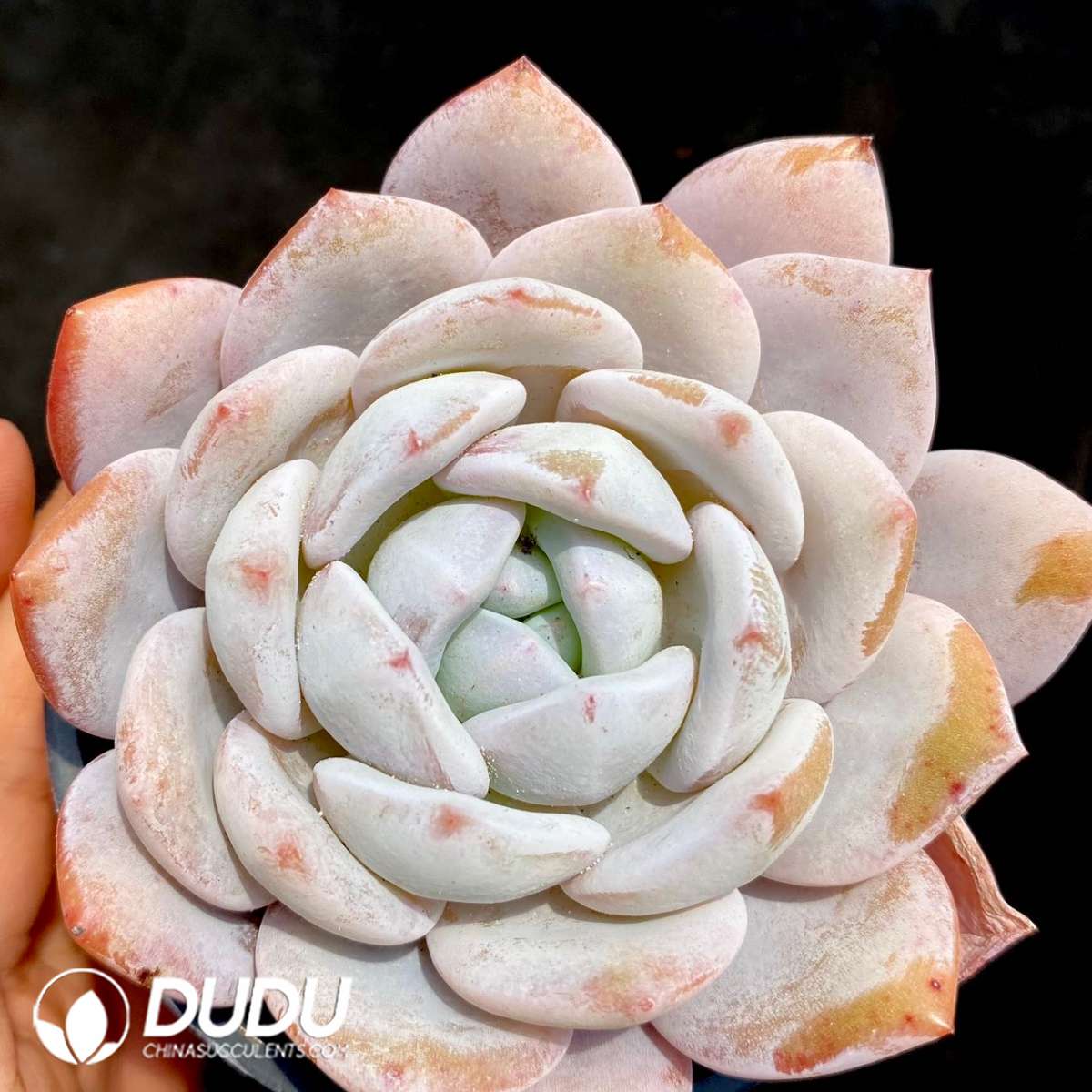 09265D90201.jpg Echeveria Shirley - 画像 (1)