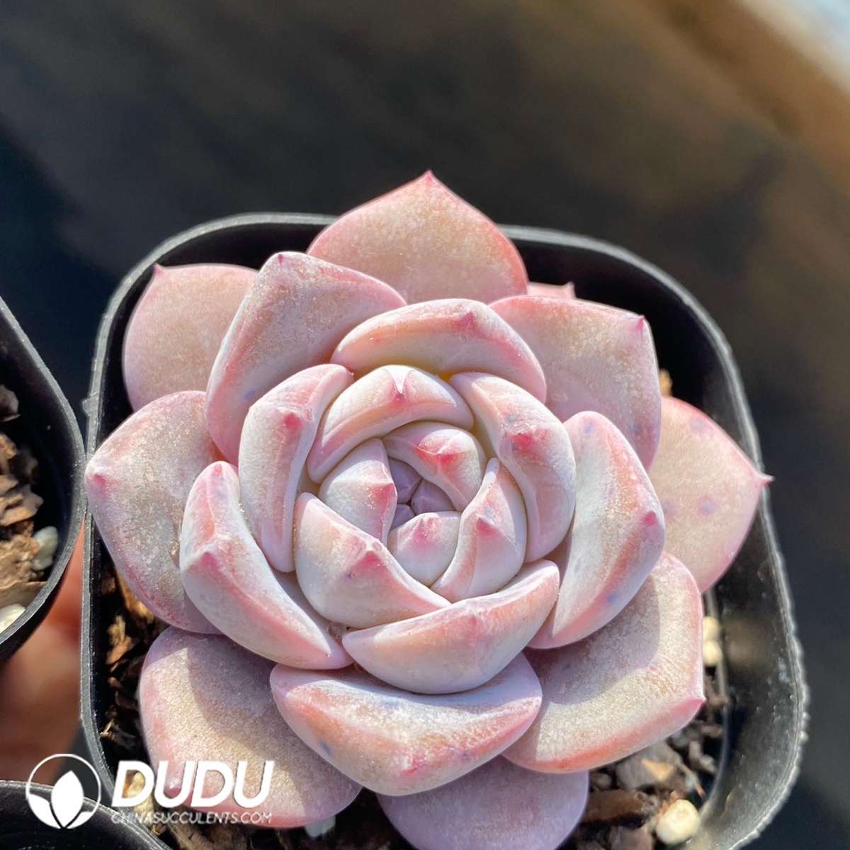 09269D60201.jpg Echeveria Dream Orchid - 画像 (1)