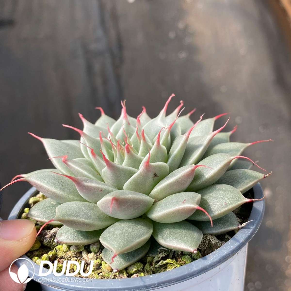 09270D90201.jpg Echeveria Silver Star - 画像 (1)