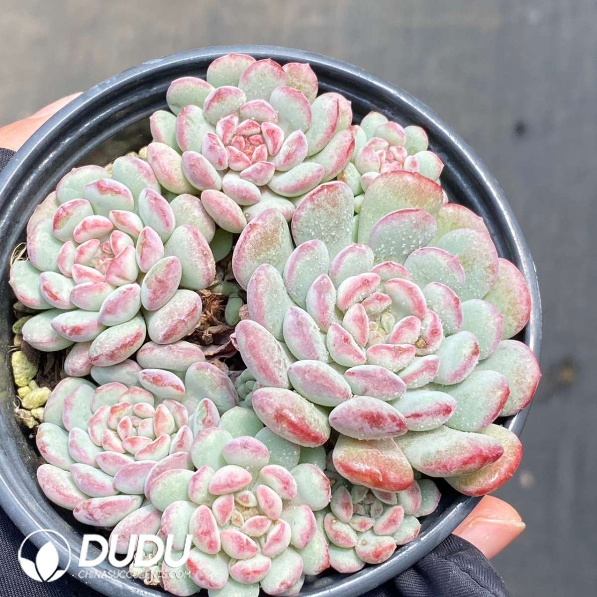 09271D90201.jpg Echeveria Cute Bean - 画像 (1)