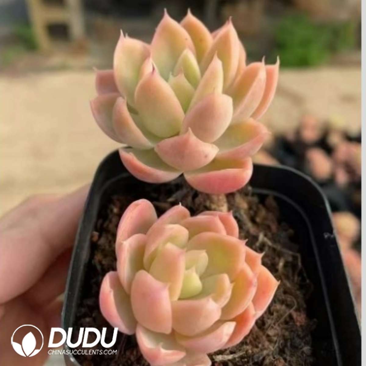 09273D60201.jpg Echeveria Silk Veil Double Heads - 画像 (1)