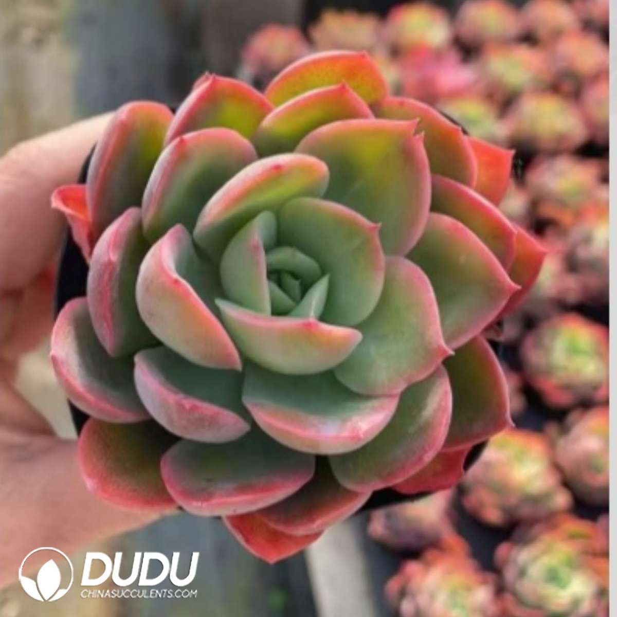 09274D60201.jpg Echeveria Luella - 画像 (1)