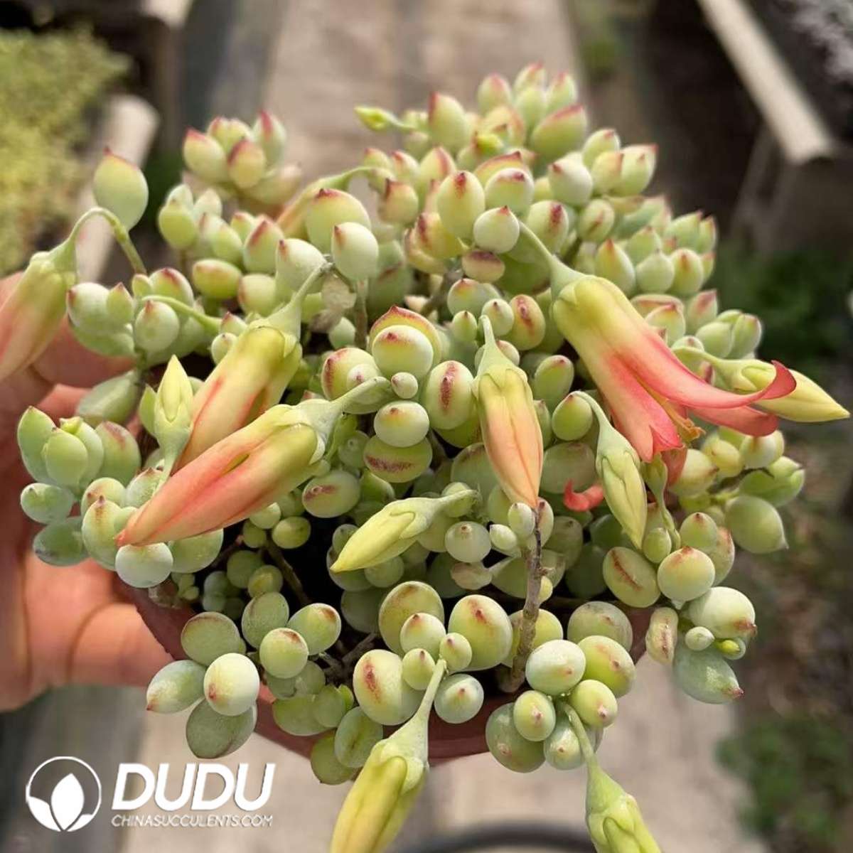 09275D75201.jpg Cotyledon Pendens - 画像 (1)