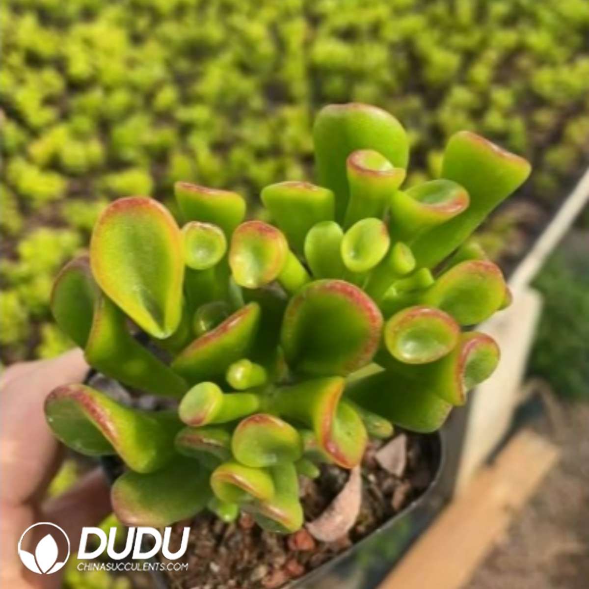 09276D60201.jpg Crassula Ovata Gollum - 画像 (1)