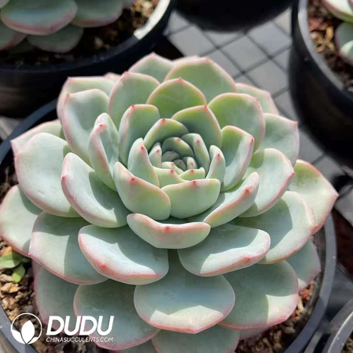 09278D90201.jpg Echeveria Blockbuster - 画像 (1)