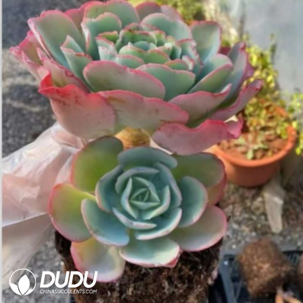 09279D90201.jpg Echeveria Berkeley Double Heads - 画像 (1)