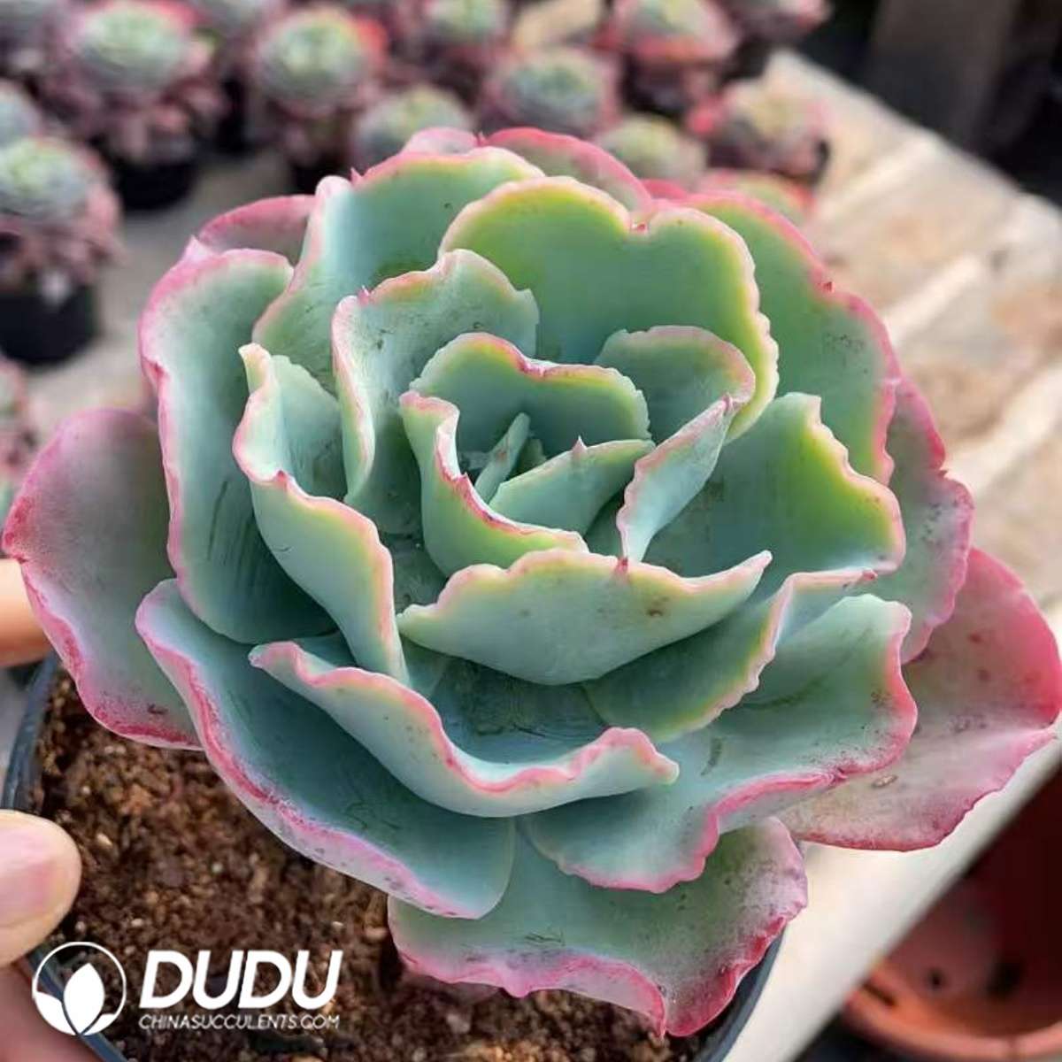 09280D90201.jpg Echeveria Berkeley - 画像 (1)