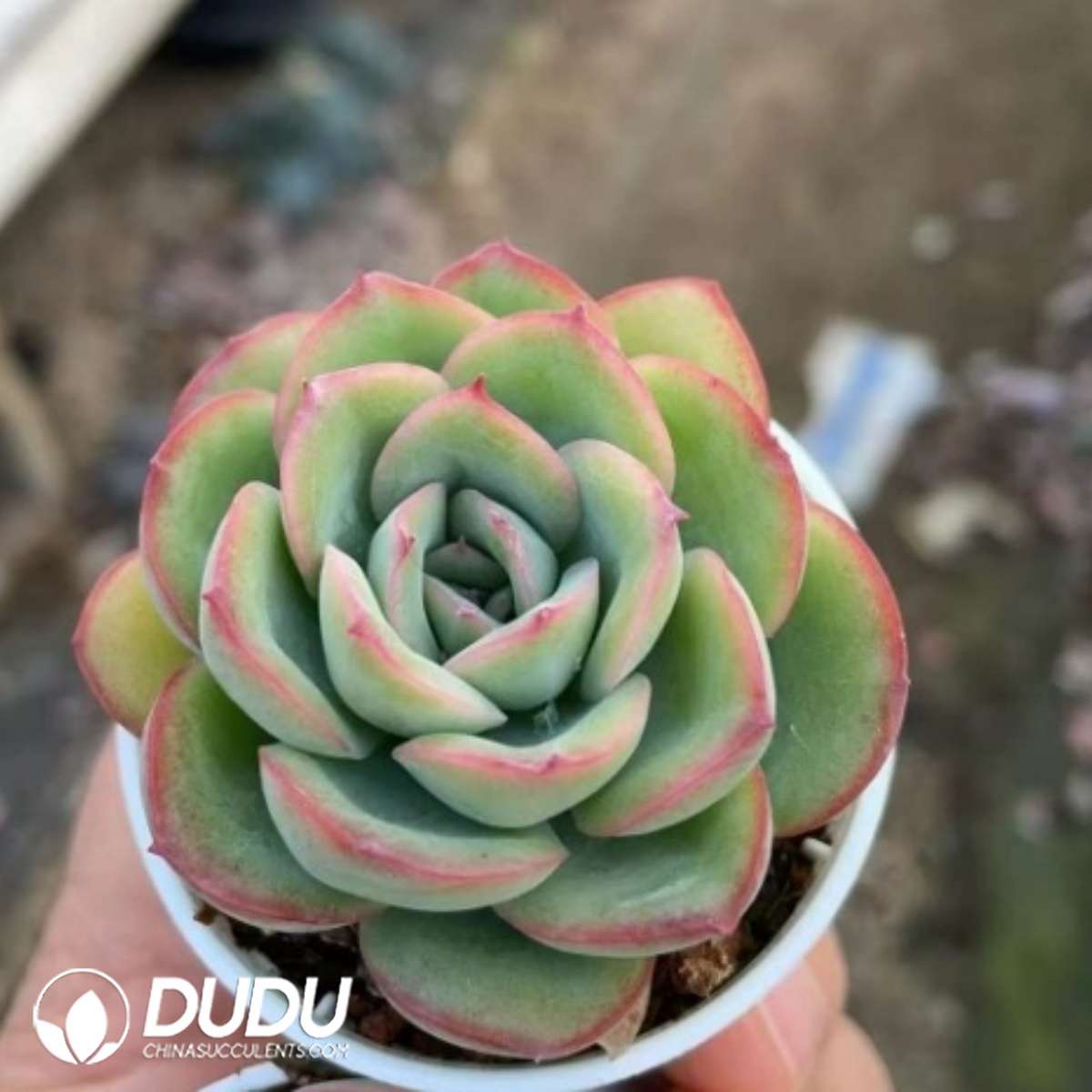 09281D50201.jpg Echeveria Morning Dew - 画像 (1)
