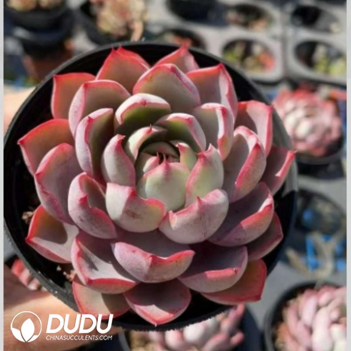 09282D90201.jpg Echeveria Hera - 画像 (1)