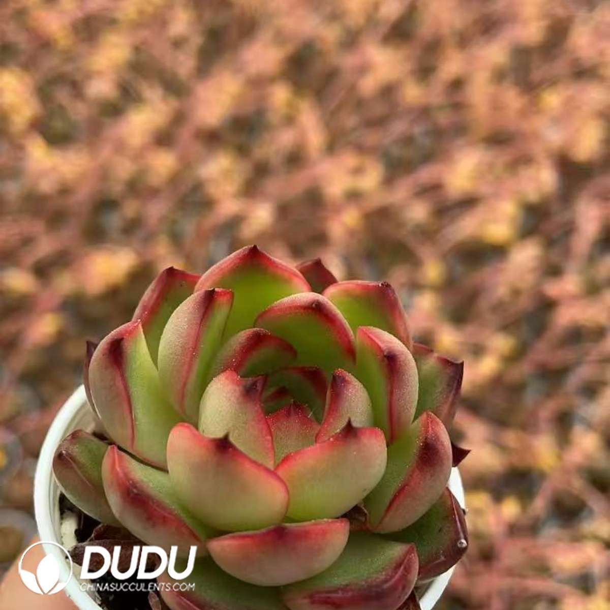 09283D50201.jpg Echeveria Puli-lindsayana - 画像 (1)