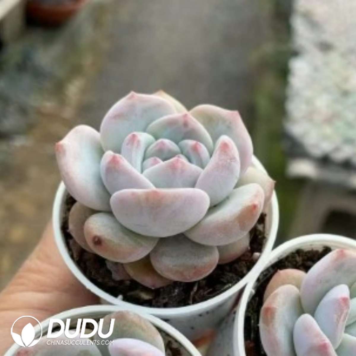 09285D50201.jpg Echeveria Pomegranate Seed - 画像 (1)