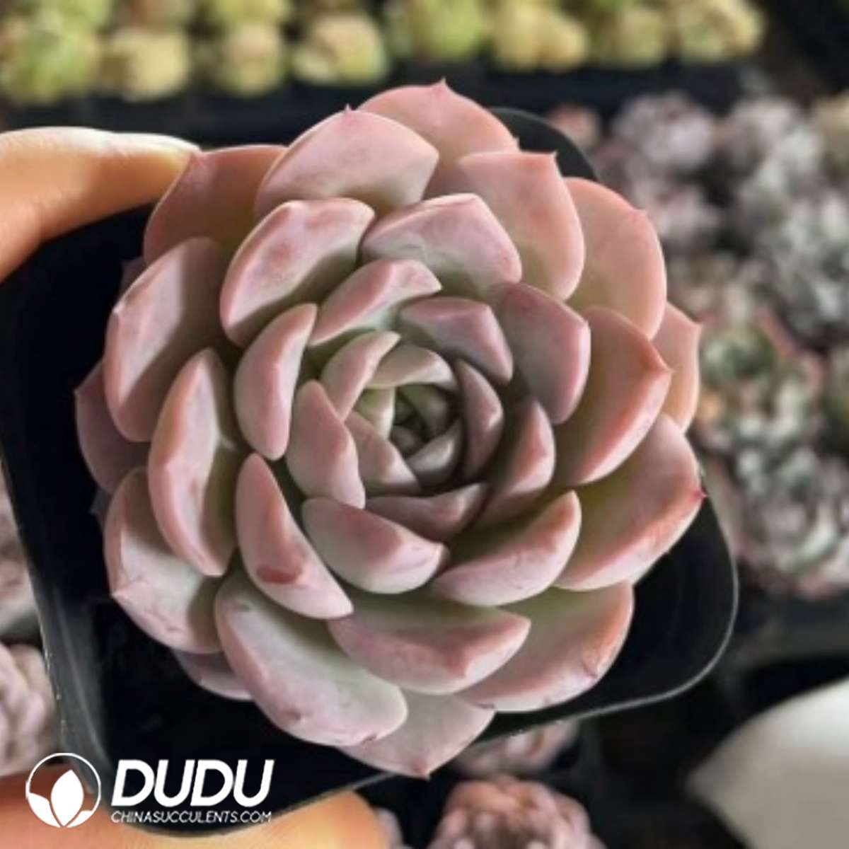 09286D60201.jpg Echeveria Grace - 画像 (1)