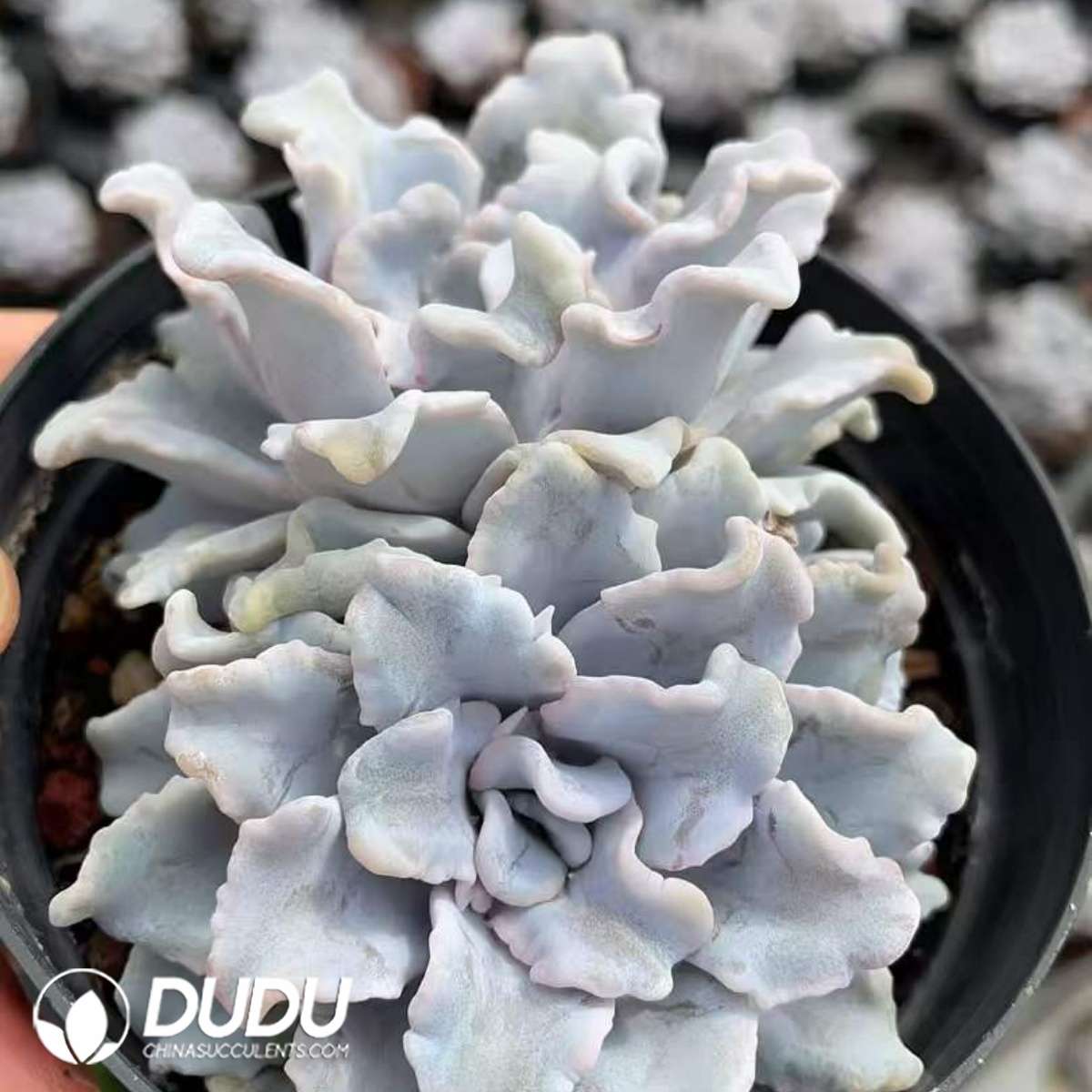 09288D110201.jpg Echeveria Ballet Double Heads - 画像 (1)