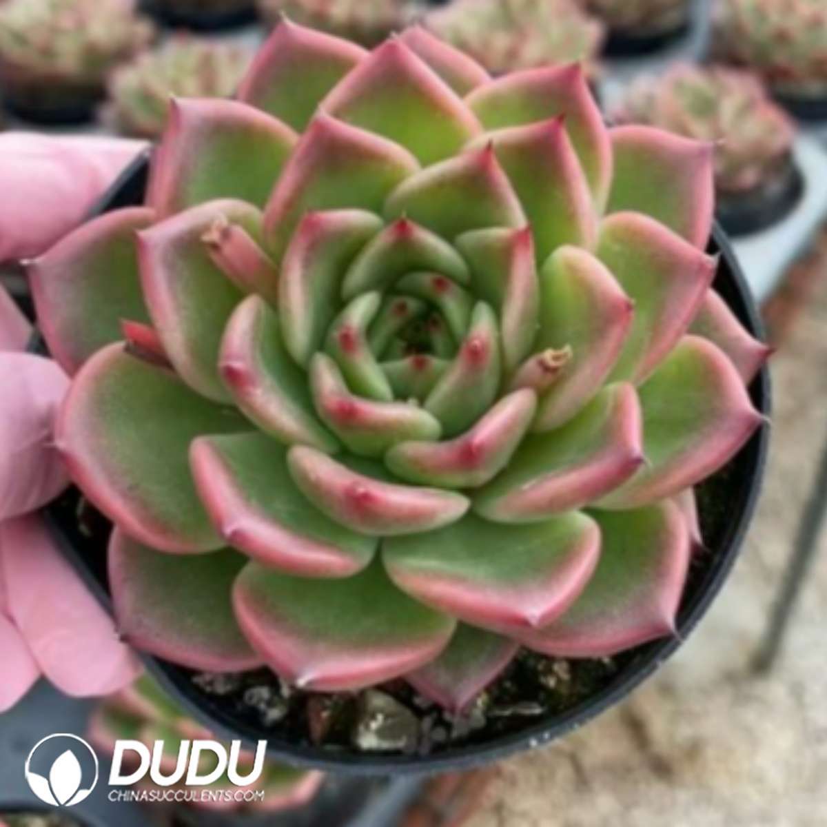 09289D90201.jpg Echeveria Crystal Rose - 画像 (1)
