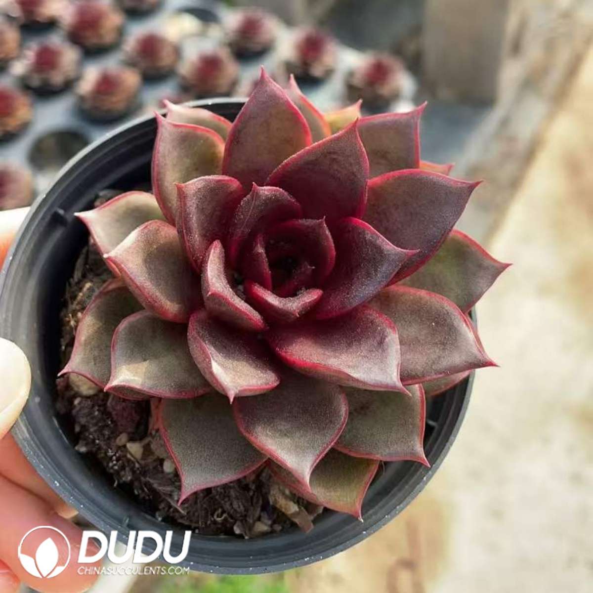 09290D100201.jpg Echeveria Flame Rose - 画像 (1)