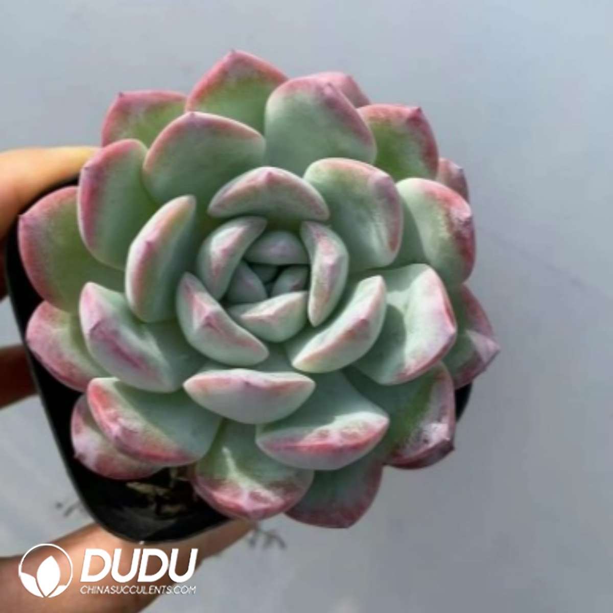 09291D60201.jpg Echeveria Snow Pomelo - 画像 (1)