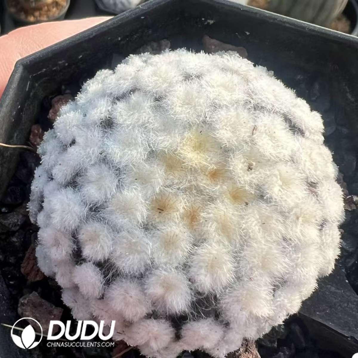 09293D45201.jpg Mammillaria Plumosa - 画像 (1)