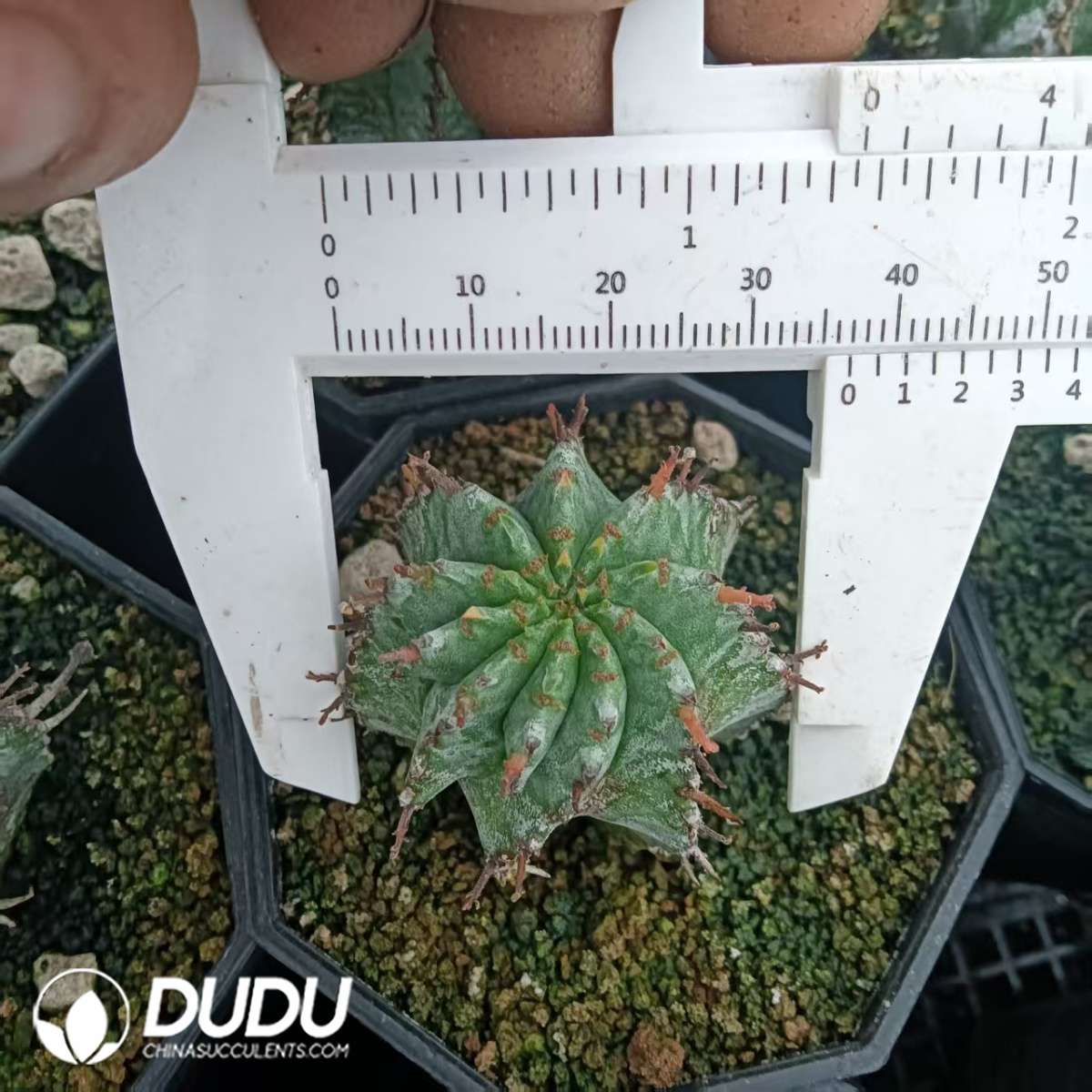 09294D35201.jpg Euphorbia Horrida - 画像 (1)
