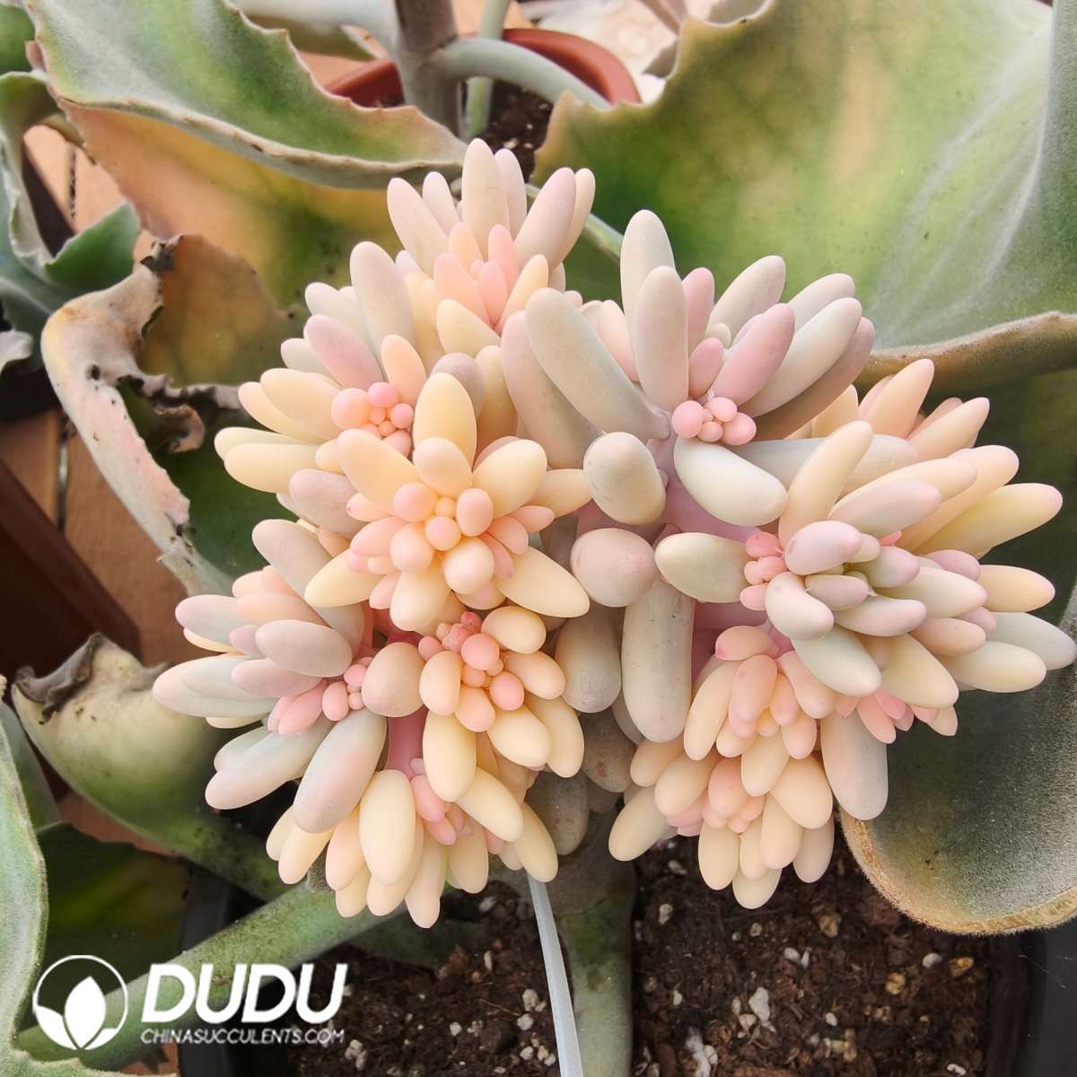 09333D150201.jpg Pachyphytum Baby Finger Variegated Clustering - 画像 (1)