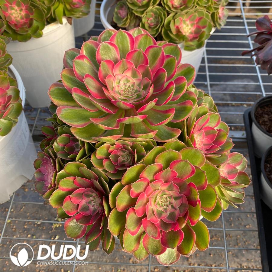 09371D280 Aeonium Sugar Heart Variegated Clustering - 画像 (1)