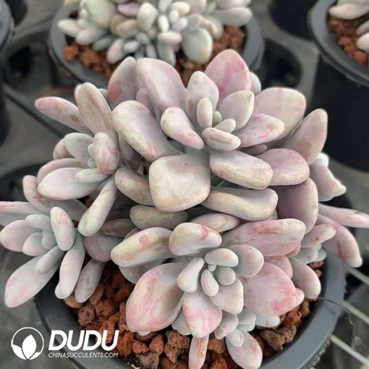 09386D150201.jpg Pachyphytum Ovum Variegated Clustering - 画像 (1)
