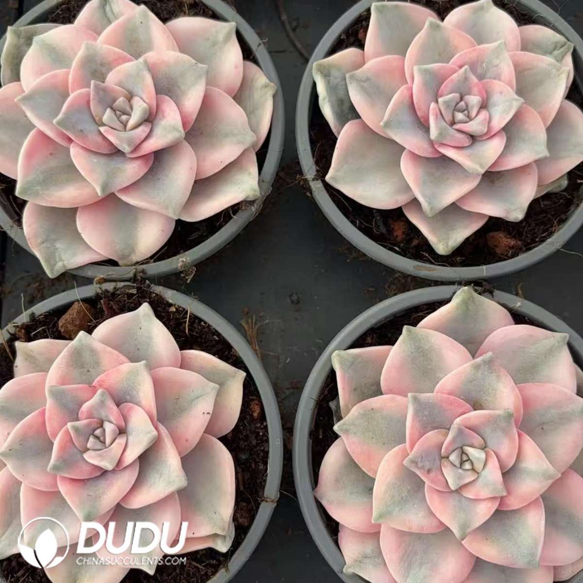 09389D90201.jpg Graptopetalum Purple Delight Variegated - 画像 (1)