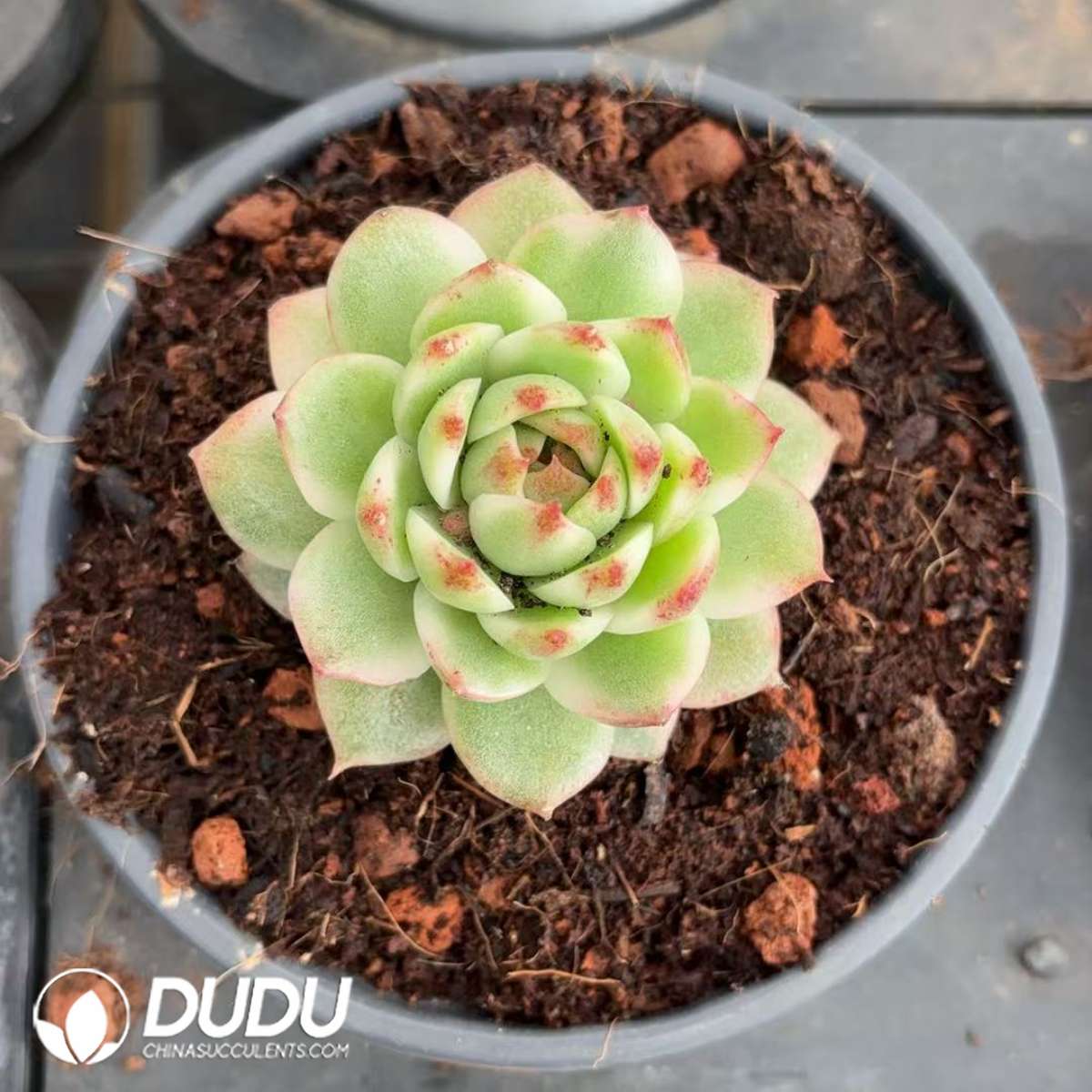 09390D120201.jpg Echeveria Black Crystal Variegated - 画像 (1)