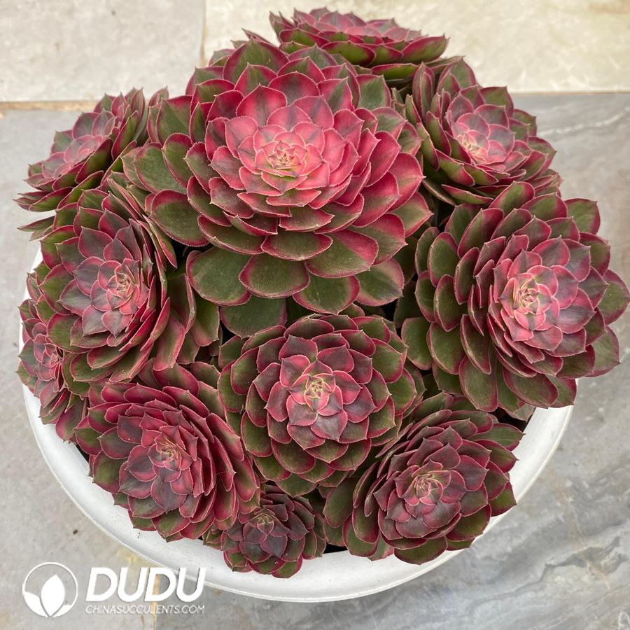 09404D230 Aeonium Red Cat Variegated Clustering - 画像 (1)