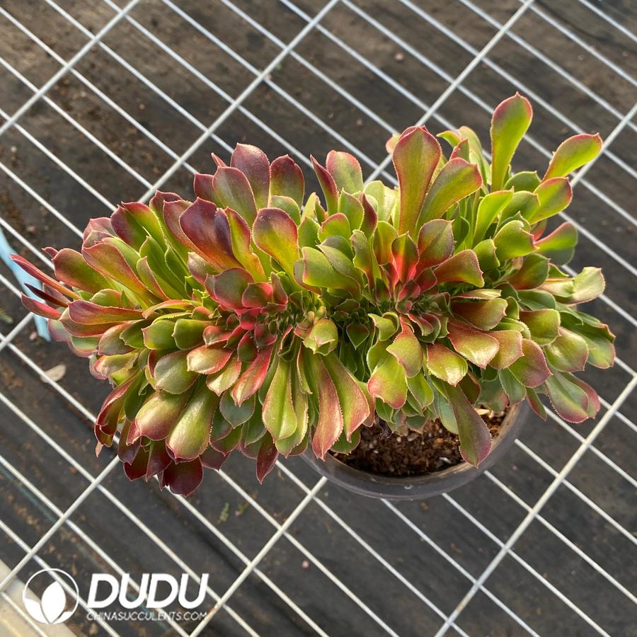 09413D250 Aeonium Sakura Cristata - 画像 (1)