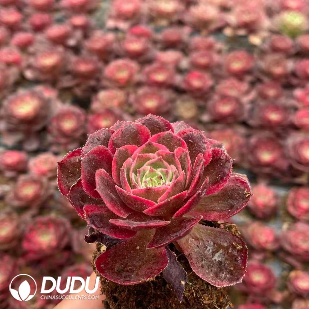 09430D50201.jpg 32pcs Aeonium Carat Lover Variegated Seedlings - 画像 (1)