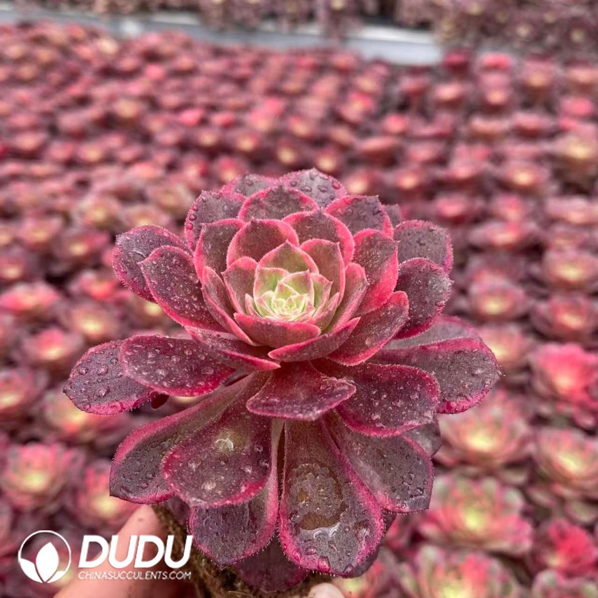 09433D65201.jpg 32pcs Aeonium Black Devil Variegated Seedlings - 画像 (1)