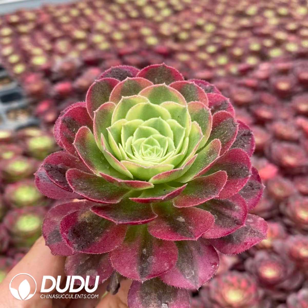 09434D65201.jpg 32pcs Aeonium Water Moon Variegated Seedlings - 画像 (1)