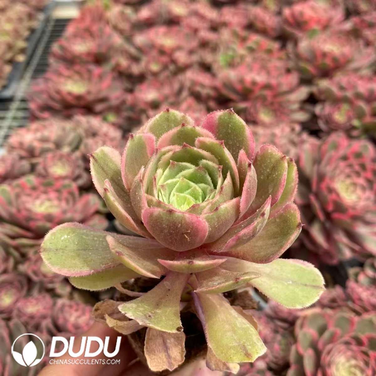 09435D50201.jpg 32pcs Aeonium Pink Crown Variegated Seedlings - 画像 (1)