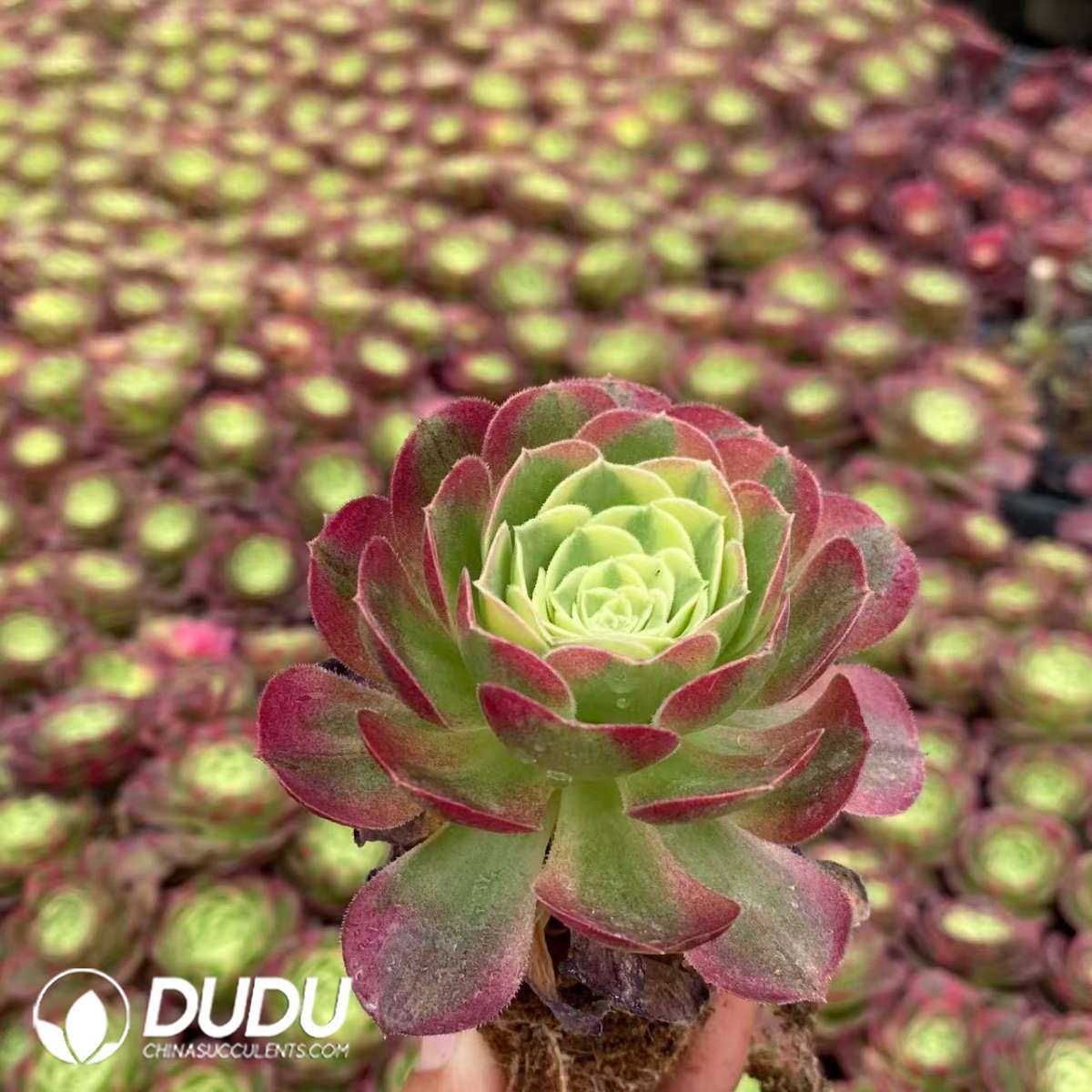 09436D65201.jpg 32pcs Aeonium Water Moon Variegated Seedlings - 画像 (1)