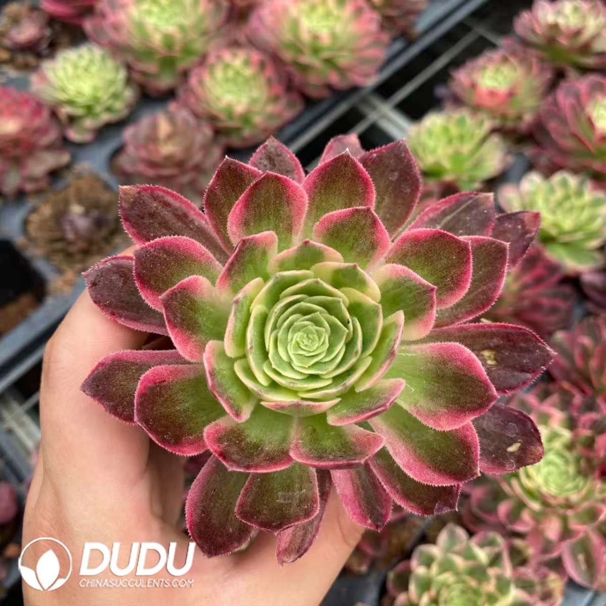 09439D65201.jpg 21pcs Aeonium Count's Hero Variegated Seedlings - 画像 (1)