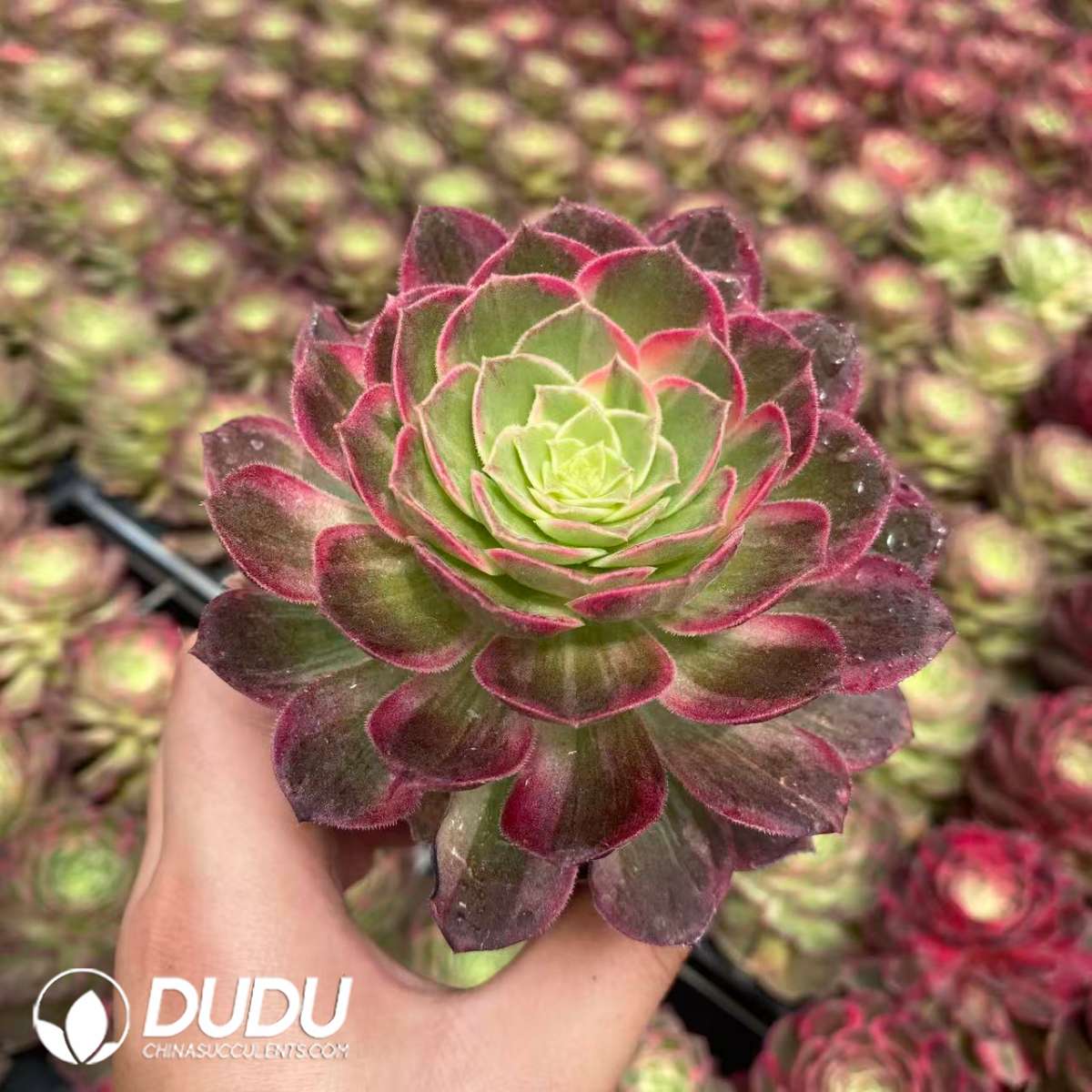 09440D65201.jpg 21pcs Aeonium Kaleidoscope Variegated Seedlings - 画像 (1)