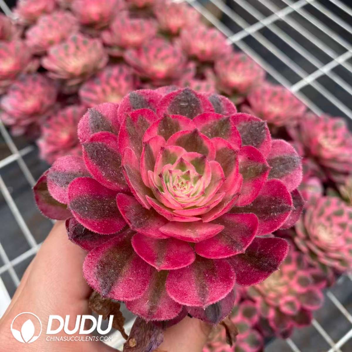 09441D65201.jpg 32pcs Aeonium Sugar Heart Variegated Seedlings - 画像 (1)