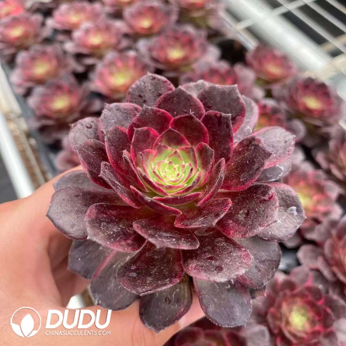 09442D65201.jpg 32pcs Aeonium Magic Pill Variegated Seedlings - 画像 (1)
