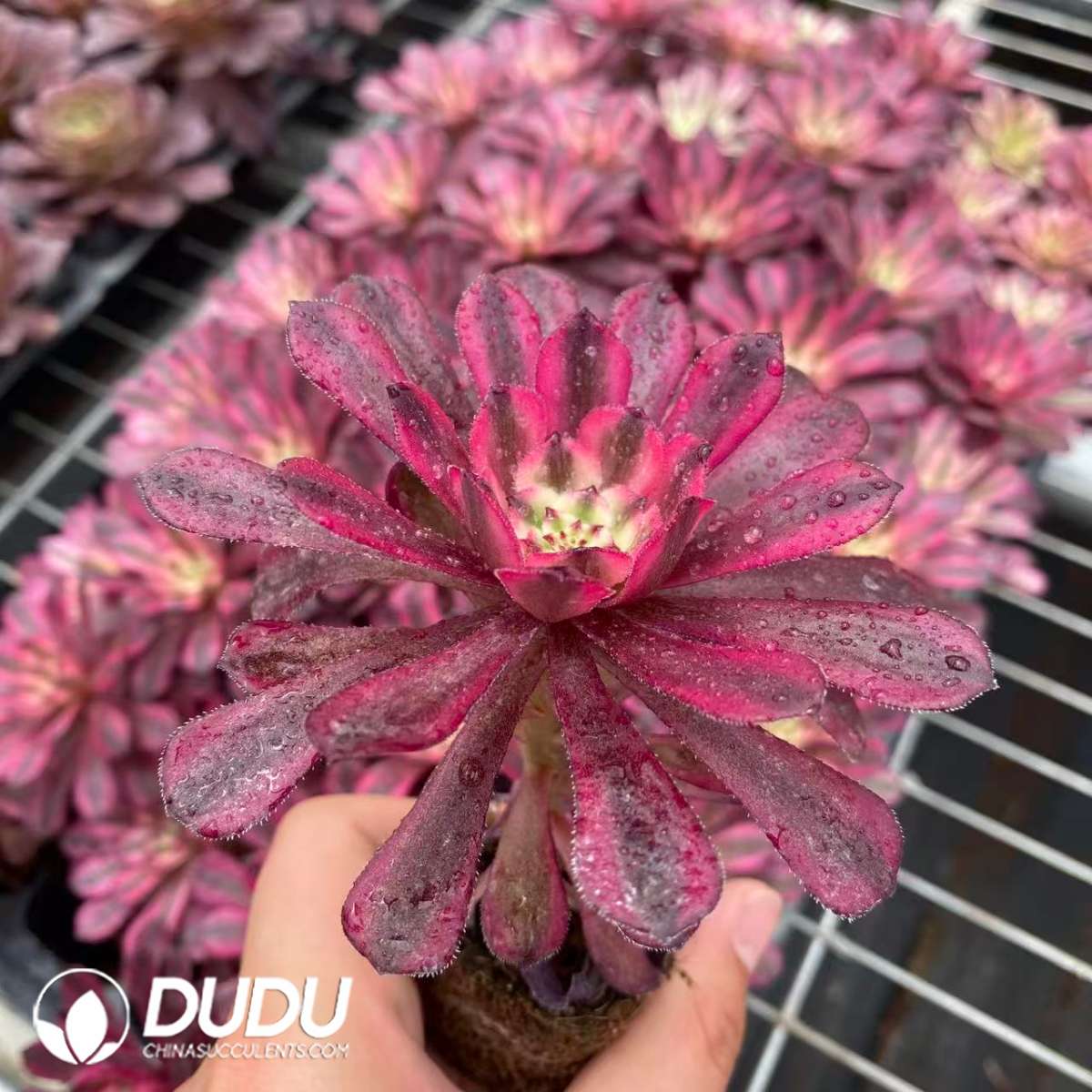 09443D65201.jpg 50pcs Aeonium Jade Beauty Fairy Variegated Seedlings - 画像 (1)