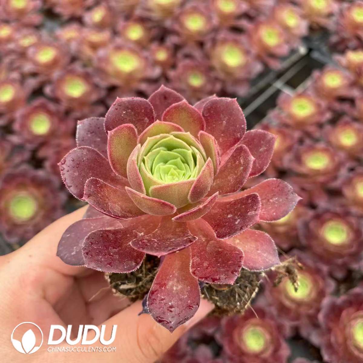 09444D50201.jpg 32pcs Aeonium Vibrant Autumn Colors Variegated Seedlings - 画像 (1)
